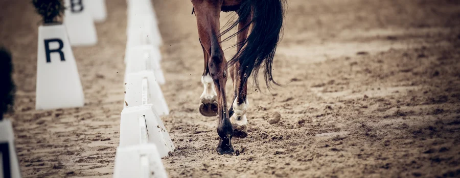 Horse in the middle of a race.