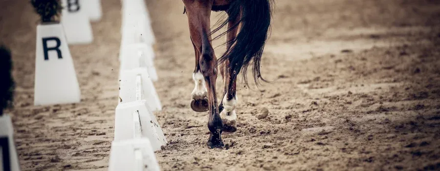 Horse in the middle of a race.